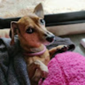 Meet your Posher, Shannon